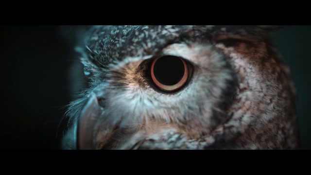 An owl eye in close-up from Jeep Compass Inspired by Nature by LOBO