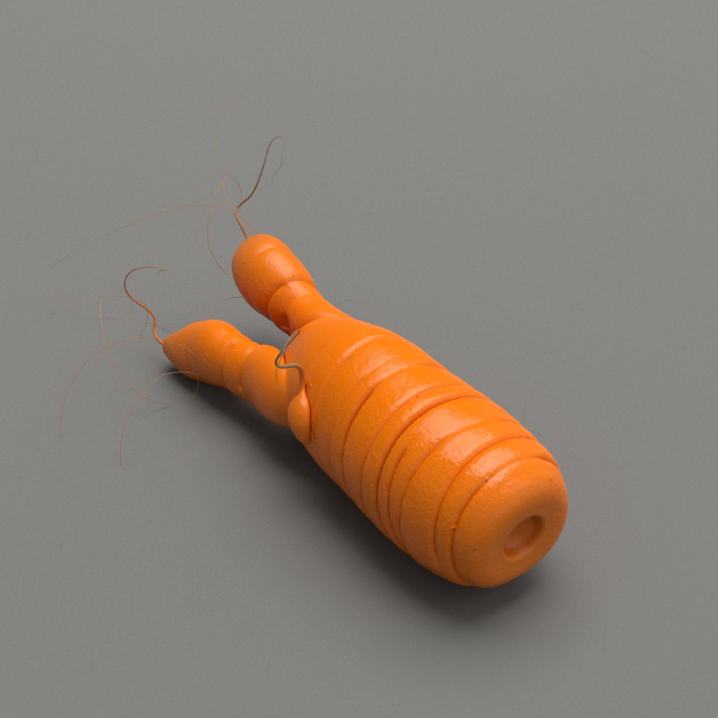 A 3D model of a deformed carrot with two roots