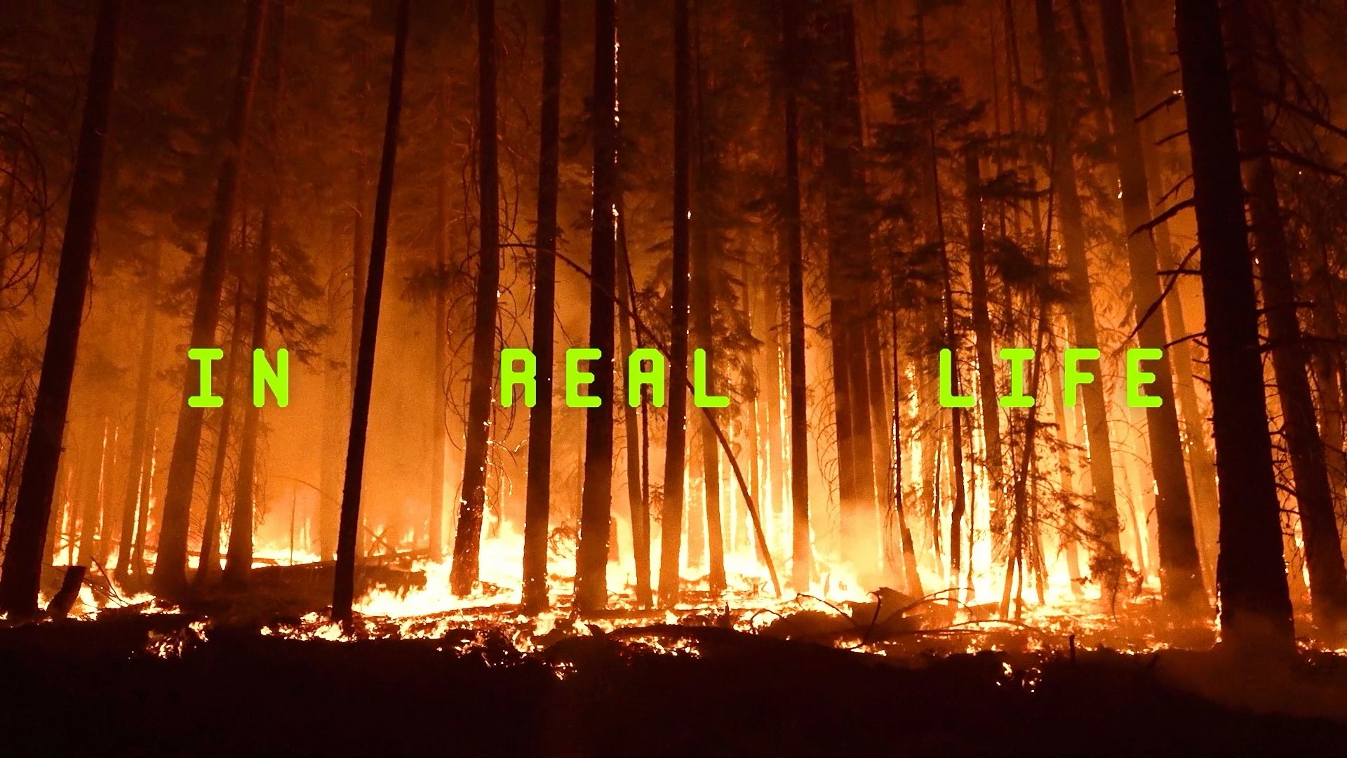 A forest burning at night seen through the trees